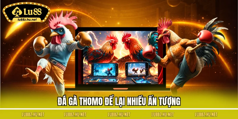 Đá gà Thomo để lại nhiều ấn tượng